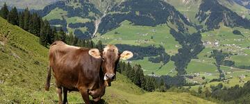 Grasende Kühe, Foto: Weingartner